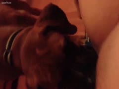 The dog is unable to get enough pussy.